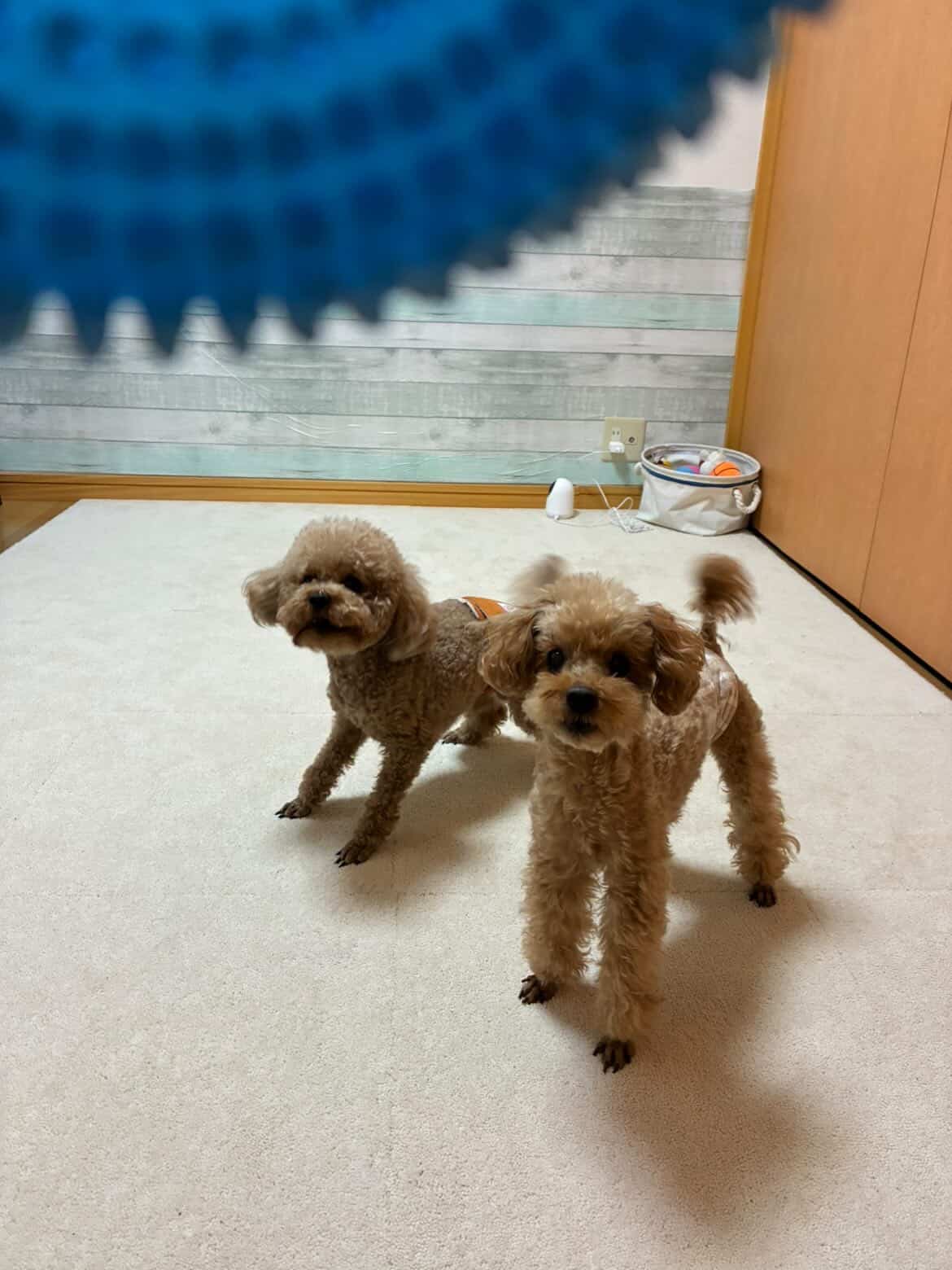 遊ぶわんちゃんたち